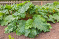 Herb Seeds,Garden seeds, Seeds For Planting,Plant Seeds