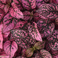 Pink Polka Flower Seeds for Planting – Heirloom & Non-GMO Garden Seeds