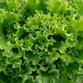 Wild Lettuce Plant Seeds for Planting – Heirloom & Non-GMO, High Germination Organic Seeds for Natural Leafy Green Gardens