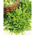 Dubacek Seeds for Planting – Heirloom Non-GMO High Germination Vegetable Seeds for Organic Gardens