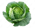 Cabbage Seeds for Planting – Heirloom Non-GMO High Germination Seeds for Organic Vegetable Gardens