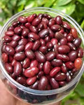 Kidney Bean Seeds for Planting – Heirloom Non-GMO High Germination Seeds for Organic Vegetable Gardens