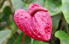 Pink Anthurium Flower Seeds – Cut Flower Favorite, Heirloom, Non-GMO & High Germination Organic Garden Seeds