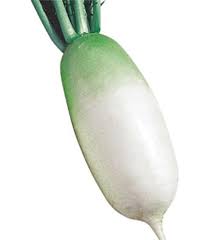 Alpine Radish Vegetable Seeds for Planting – Heirloom Non-GMO Cool Climate Fast Growers – High Germination Organic Garden Seeds