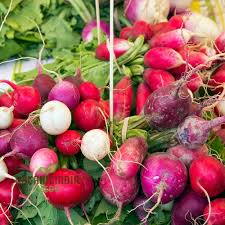 Radish Vegetable Seeds for Planting – Heirloom Non-GMO Purple & White Mix – Crisp, Fast-Growing Organic Garden Seeds