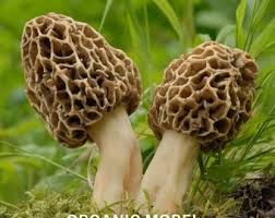 Morel Mushroom Seeds for Planting Cream – Heirloom Non-GMO Gourmet Organic Garden Spores, High Germination.