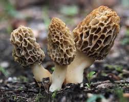 Morel Mushroom Seeds for Planting Cream – Heirloom Non-GMO Gourmet Organic Garden Spores, High Germination.