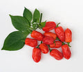 Trinidad Hot Pepper Vegetable Seeds for Planting – Heirloom Non-GMO Organic Garden Seeds – Exotic Heat, High Germination