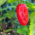 Vegetable Seeds,Garden seeds, Seeds For Planting,Plant Seeds