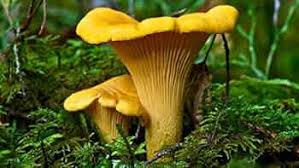 Chanterelle Mushroom Seeds for Planting – Heirloom Non-GMO, Brown Gourmet Fungi, High Germination Organic Garden Spores