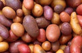 Vegetable Seeds,Garden seeds, Seeds For Planting,Plant Seeds