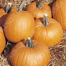 Pumpkin Almond Tom Fox Seeds for Planting – Heirloom Non‑GMO High Germination Organic Garden Seeds, Carving & Cooking