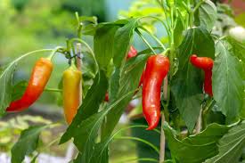 Jamaican Bird Pepper Seeds for Planting – Heirloom Non-GMO Organic Garden Seeds, High Germination, Spicy Chili