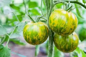 Green Zebra Cherry Tomato Seeds for Planting – Heirloom Non-GMO Organic Garden Seeds, High Germination, Striped Tomatoes