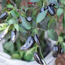 Chili Seeds for Planting Black – Heirloom, Non-GMO, Bold Spice –  Organic Garden Seeds