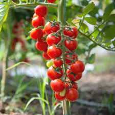 Cherry Tomato Seeds for Planting – Heirloom Non‑GMO High Germination Organic Garden Seeds, Juicy Kitchen Tomatoes