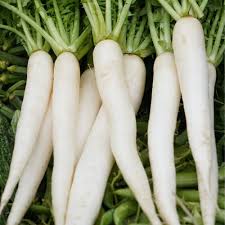 Radish Seeds for Planting White – Heirloom, Non-GMO, Crisp & Mild Roots – Organic Garden Seeds