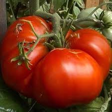 Huge Tomato Vegetable Seeds for Planting – Heirloom Non-GMO Large Red Slicing Variety – High Germination