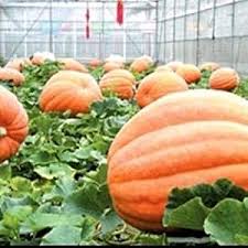 Centner Nelson Pumpkin Seeds for Planting – Heirloom Non‑GMO High Germination Organic Garden Seeds, Homegrown Produce