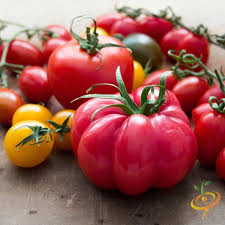 Bucks County Tomato Seeds for Planting – Heirloom Non-GMO Organic Garden Seeds, High Germination, Large Juicy Tomatoes