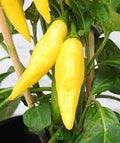 Vegetable Seeds,Garden seeds, Seeds For Planting,Plant Seeds