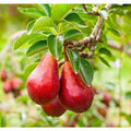 Fruit Seeds,Garden seeds, Seeds For Planting,Plant Seeds