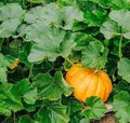 Vegetable Seeds,Garden seeds, Seeds For Planting,Plant Seeds