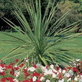 Dracaena Spike Seeds – High Germination Heirloom, Non-GMO Flower Seeds for Planting Borders & Organic Gardens