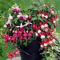 Fuchsia Flower Seeds – Mixed Colors, Heirloom Non‑GMO Seeds for Planting, Fragrant Organic Garden Seeds, High Germination