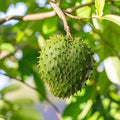 Fruit Seeds,Garden seeds, Seeds For Planting,Plant Seeds