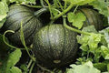 Vegetable Seeds,Garden seeds, Seeds For Planting,Plant Seeds
