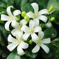 Murraya Paniculata Flower Seeds – Heirloom, Non-GMO, High Germination Organic Garden Seeds for Planting