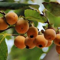 Fruit Seeds,Garden seeds, Seeds For Planting,Plant Seeds