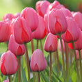 Deep Pink Tulip Flower Seeds – Heirloom, Non-GMO, High Germination Organic Garden Seeds for Planting