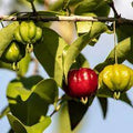 Fruit Seeds,Garden seeds, Seeds For Planting,Plant Seeds