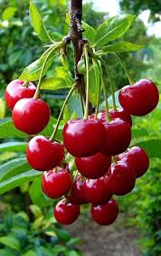 Cereza fruit seeds for planting - Heirloom & Non-GMO Garden seeds, juicy cherry variety for backyard growers