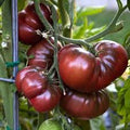 Vegetable Seeds,Garden seeds, Seeds For Planting,Plant Seeds
