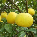 Fruit Seeds,Garden seeds, Seeds For Planting,Plant Seeds