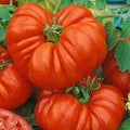 Vegetable Seeds,Garden seeds, Seeds For Planting,Plant Seeds