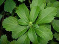 Pachysandra Seeds – Long Bloom Heirloom, Non-GMO Seeds for Planting Ground Cover in Organic Gardens