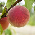 Fruit Seeds,Garden seeds, Seeds For Planting,Plant Seeds