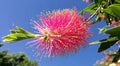 Flower Seeds, Seeds,Seeds For Planting,Plant Seeds