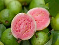 Fruit Seeds,Garden seeds, Seeds For Planting,Plant Seeds