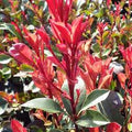 Photinia Fraseri Red Tip Seeds for Planting - Heirloom, Non-GMO, High Germination, Organic Garden Seeds