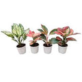 Aglaonema Mixed Seeds for Planting – Bright Blooming Heirloom Non-GMO Organic Garden Seeds, High Germination