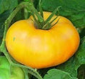 Vegetable Seeds,Garden seeds, Seeds For Planting,Plant Seeds