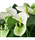 White Anthurium Flower Seeds – Heirloom Non‑GMO Seeds for Planting, Drought-Tolerant High Germination Organic Garden Seeds