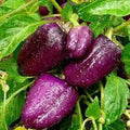 Vegetable Seeds,Garden seeds, Seeds For Planting,Plant Seeds