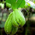 Vegetable Seeds,Garden seeds, Seeds For Planting,Plant Seeds