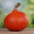 Vegetable Seeds,Garden seeds, Seeds For Planting,Plant Seeds